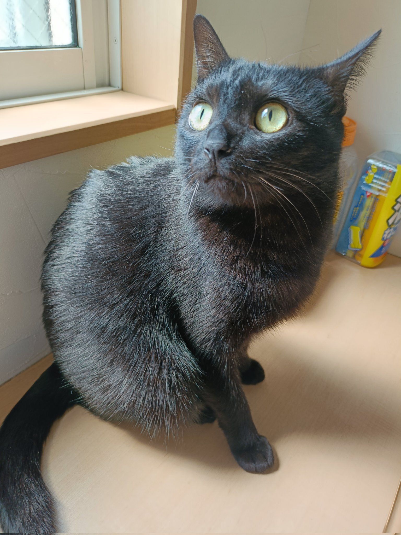 上の方を見る猫