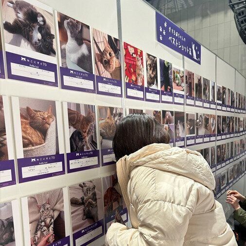 ねこにすと写真