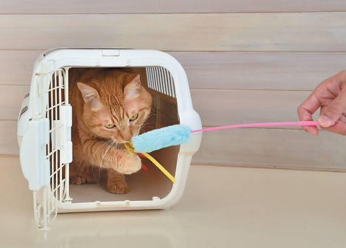 キャリーの中で遊ぶ猫