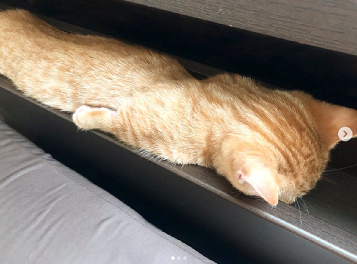 猫だって ふて寝するニャン 棒になって寝る姿 に衝撃 ねこのきもちweb Magazine 猫だって ふて寝するニャン 棒になって寝る姿 に衝撃 ねこのきもちweb Magazine