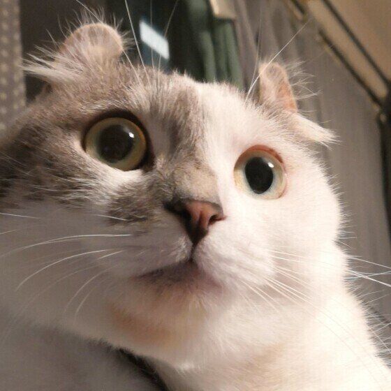 見つめるマンチカール