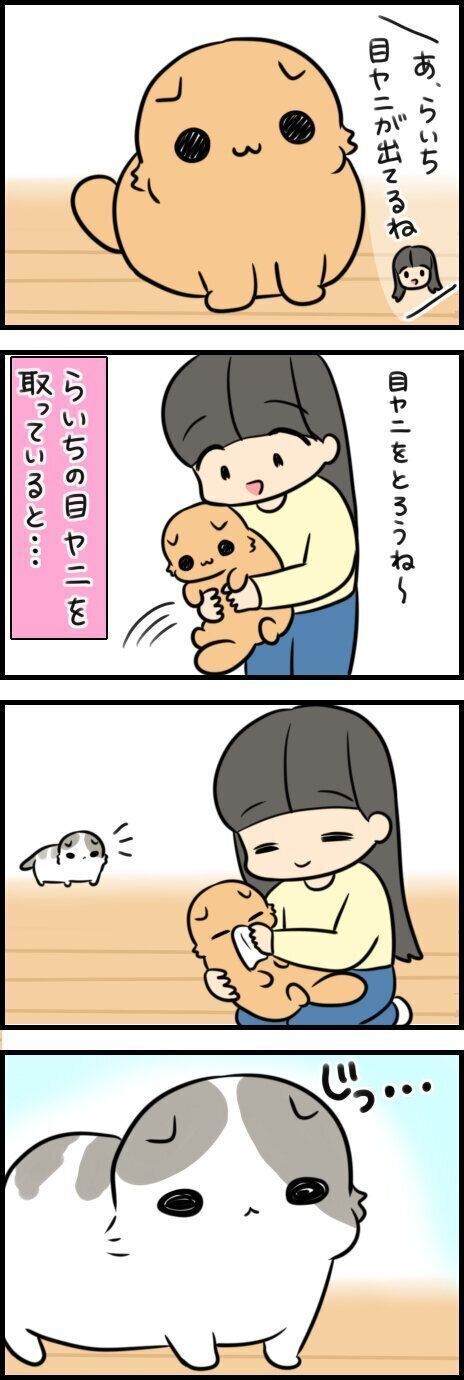 愛猫の嫉妬心が生んだ奇跡！スキンシップの変化【連載】もふもふスコ