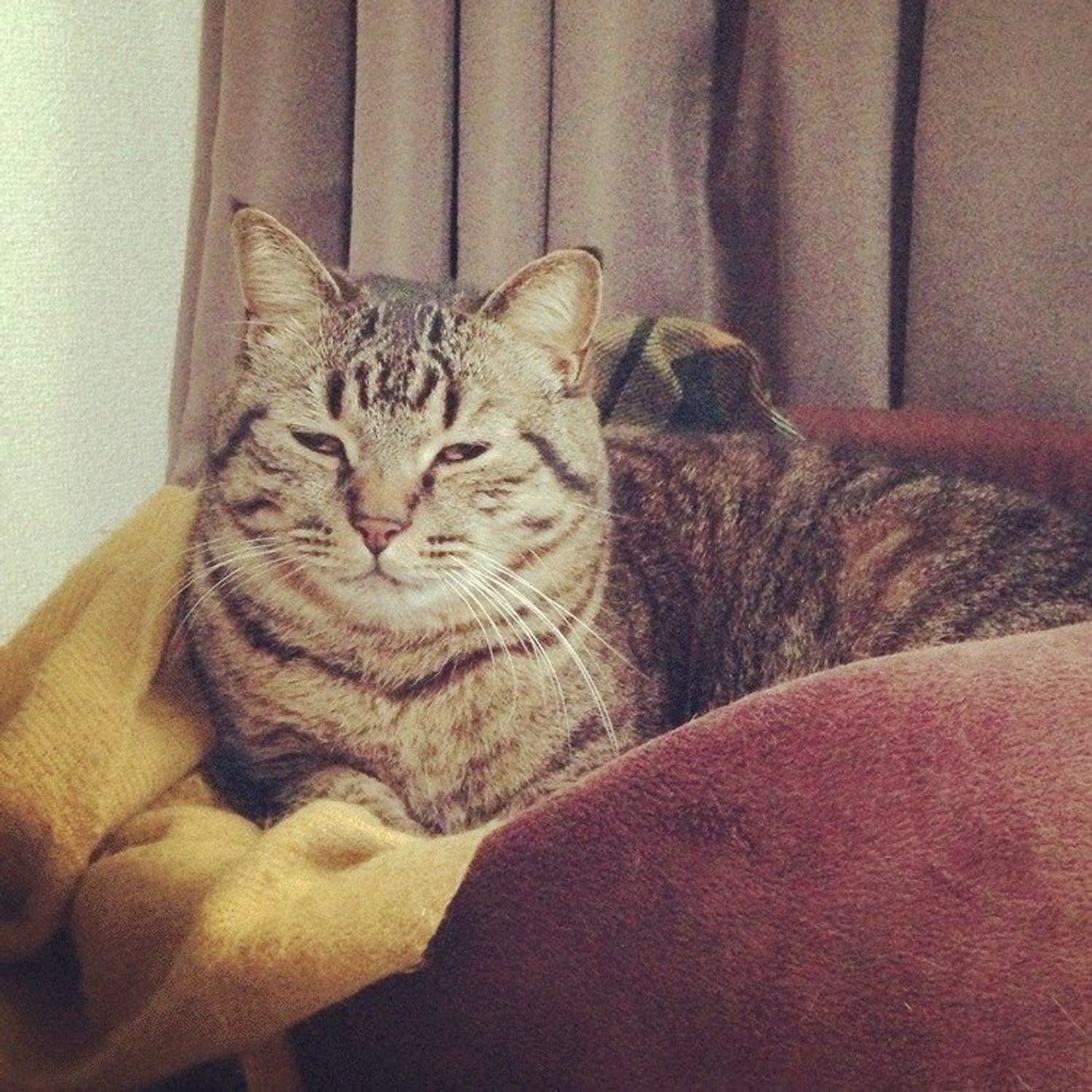 猫の眠い時の顔 ぐぐの場合 しまねこぐぐ Vol 8 ねこのきもちweb Magazine 猫の眠い時の顔 ぐぐの場合 しまねこぐぐ Vol 8 ねこのきもちweb Magazine