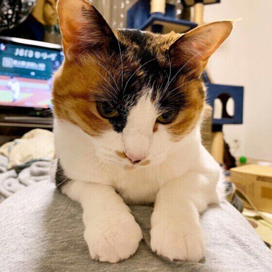 飼い主さんの上に乗る猫