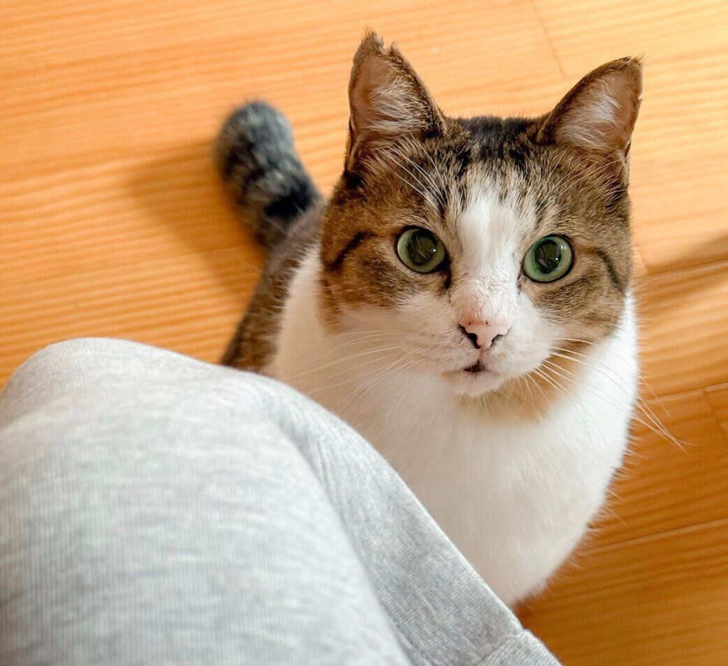 かまってほしいオーラを見せるむさしまるくん