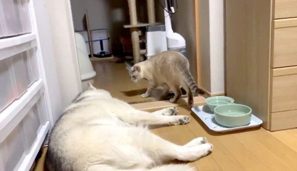 ゆきちゃんを睨むしゃちちゃん