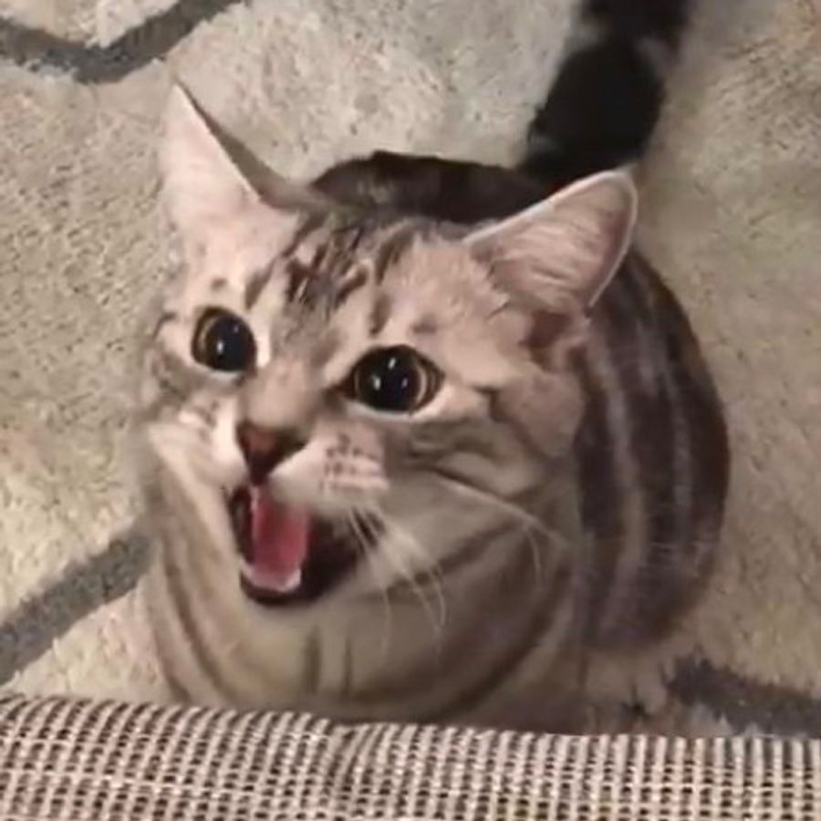 知っていますか 猫の 激怒症候群 について ねこのきもちweb Magazine 知っていますか 猫の 激怒症候群 について ねこのきもちweb Magazine