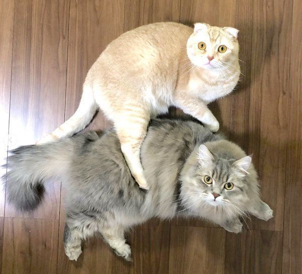 寄り添うスコティッシュフォールドとラガマフィン