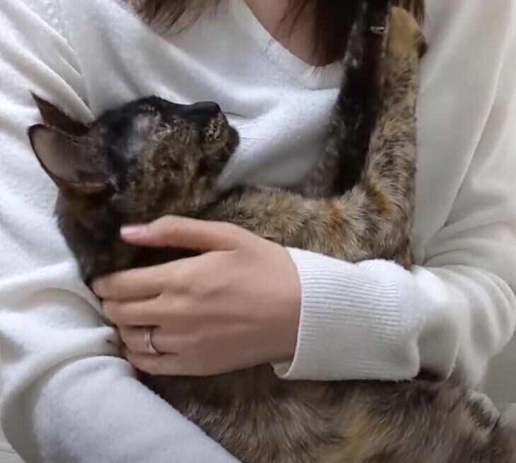 サビ猫のモモちゃん