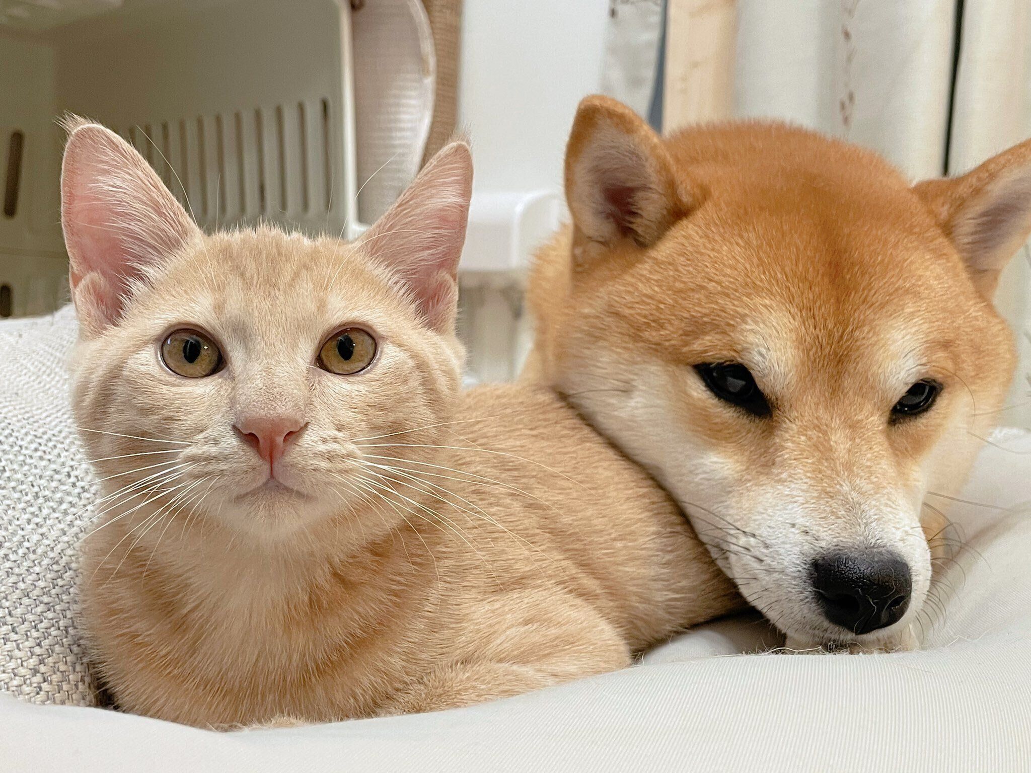 仲良しなきんぴらくん、おかかくん