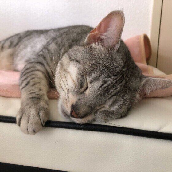 エジプシャン・マウ