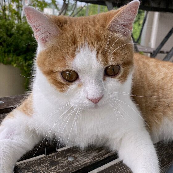 スコティッシュフォールドのはるくん♪