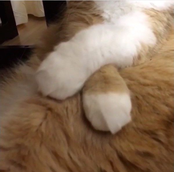 スコティッシュフォールド