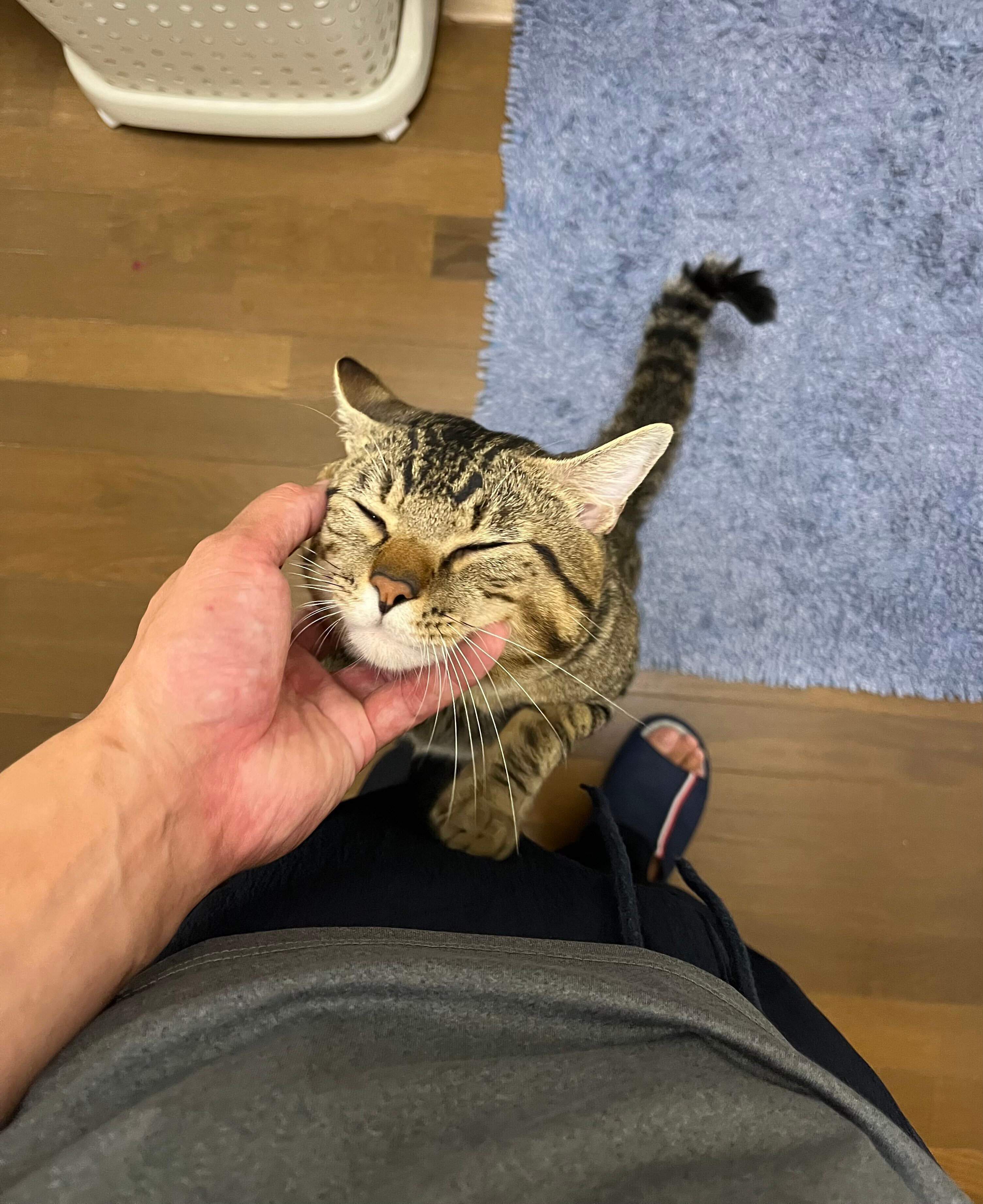 撫でられている猫