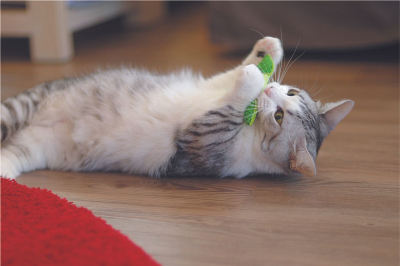 獣医師監修 猫の歯磨きの方法を解説 頻度の目安や慣らし方も ねこのきもちweb Magazine 獣医師監修 猫の歯磨きの方法を解説 頻度の目安や慣らし方も ねこのきもちweb Magazine