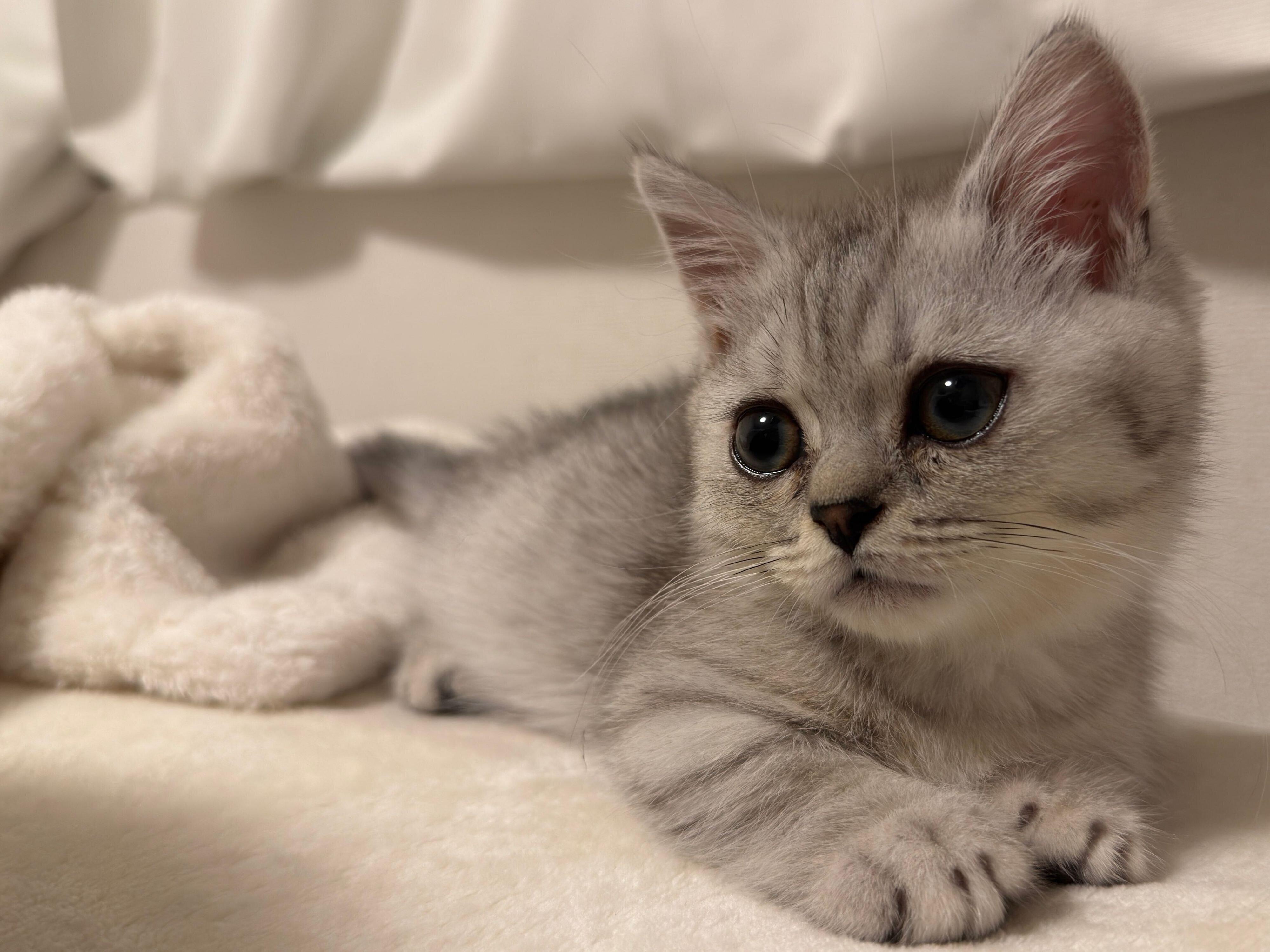 毎日可愛いしらすおろしくん