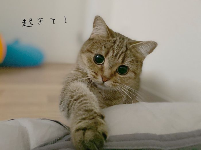飼い主さんを起こすきなこちゃん