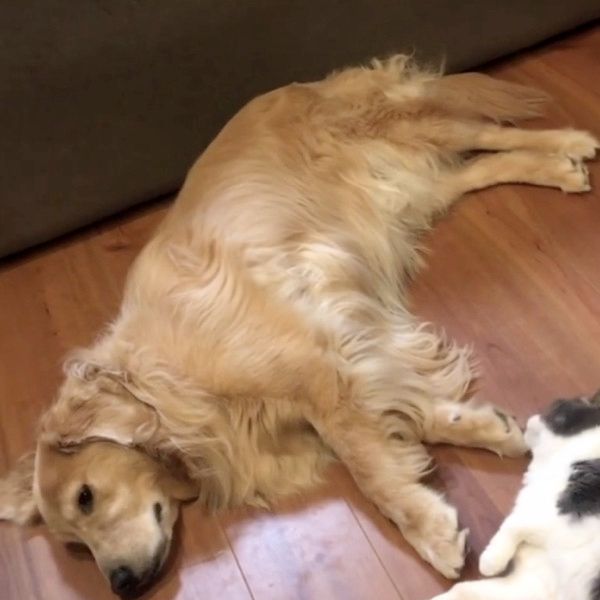 犬の肉球を嗅ぐ猫