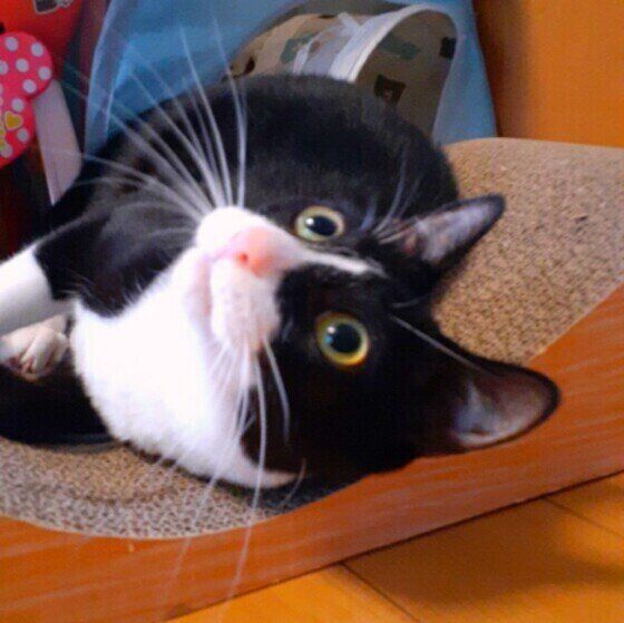 寝転がるMIXの男の子