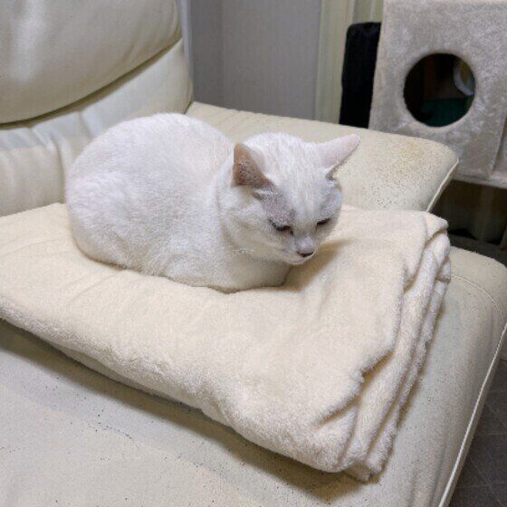 MIX白のシフォンちゃん