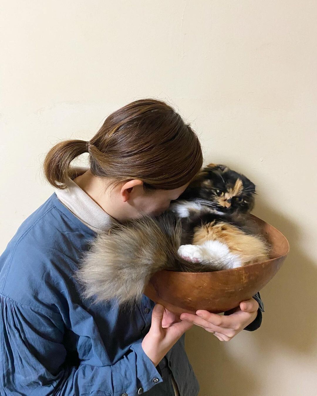 スコティッシュフォールドのムクちゃんに猫吸い