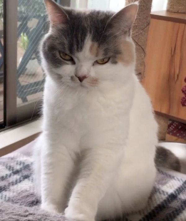 ふみふみする顔が怖い猫