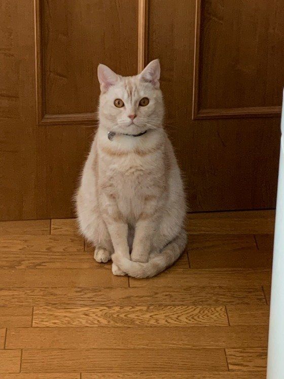 お行儀よく座っているマンチカン