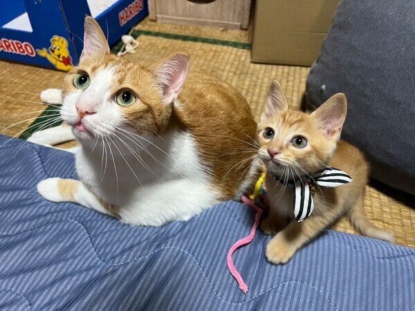 仲良しなポーくん、テトくん