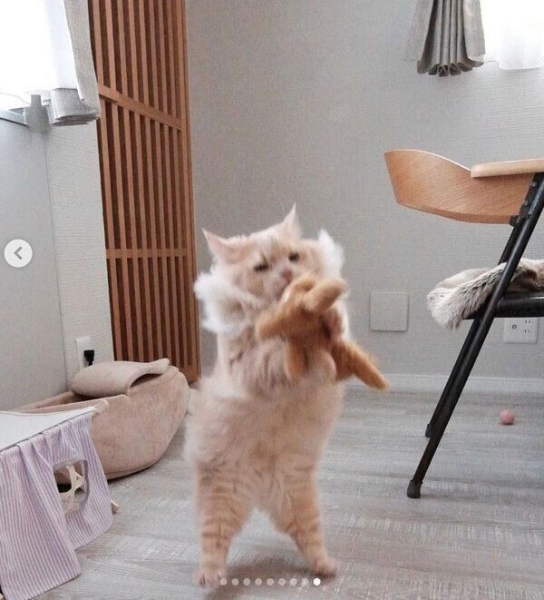 ジャンプするぽこくん