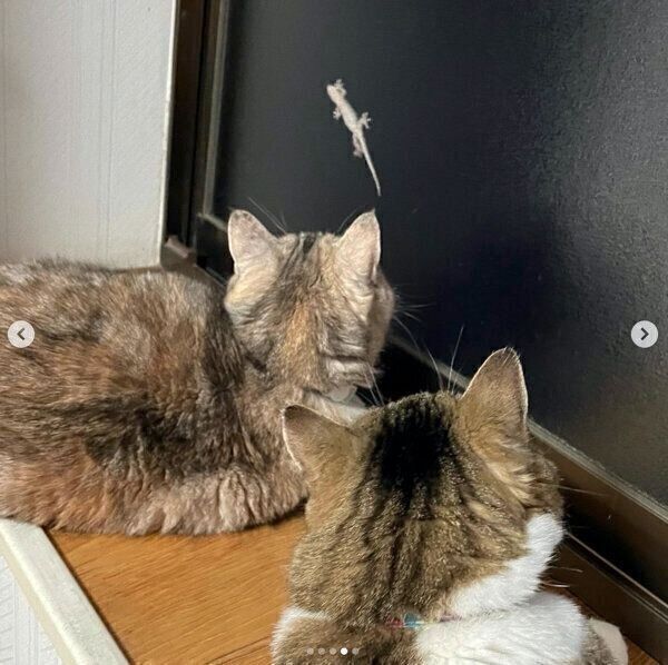 ヤモリを見つめるキキちゃん、てんくん