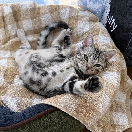 寝転がる子猫のシャルちゃん（アメリカンショートヘア）