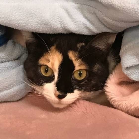 布団に入る三毛猫