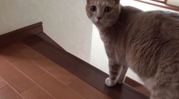 名前を呼ばれると必ずやってくる猫