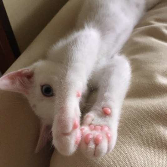 MIX白のひみくんの上半身と肉球