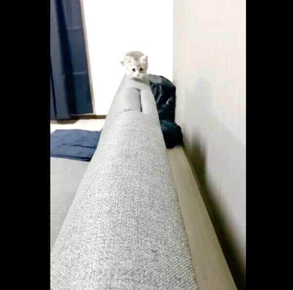 初めてソファに登れたもち様