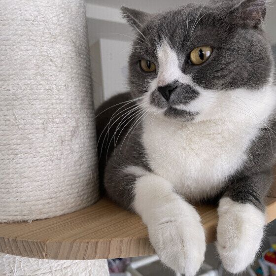 ブリティッシュショートヘアのすももくん