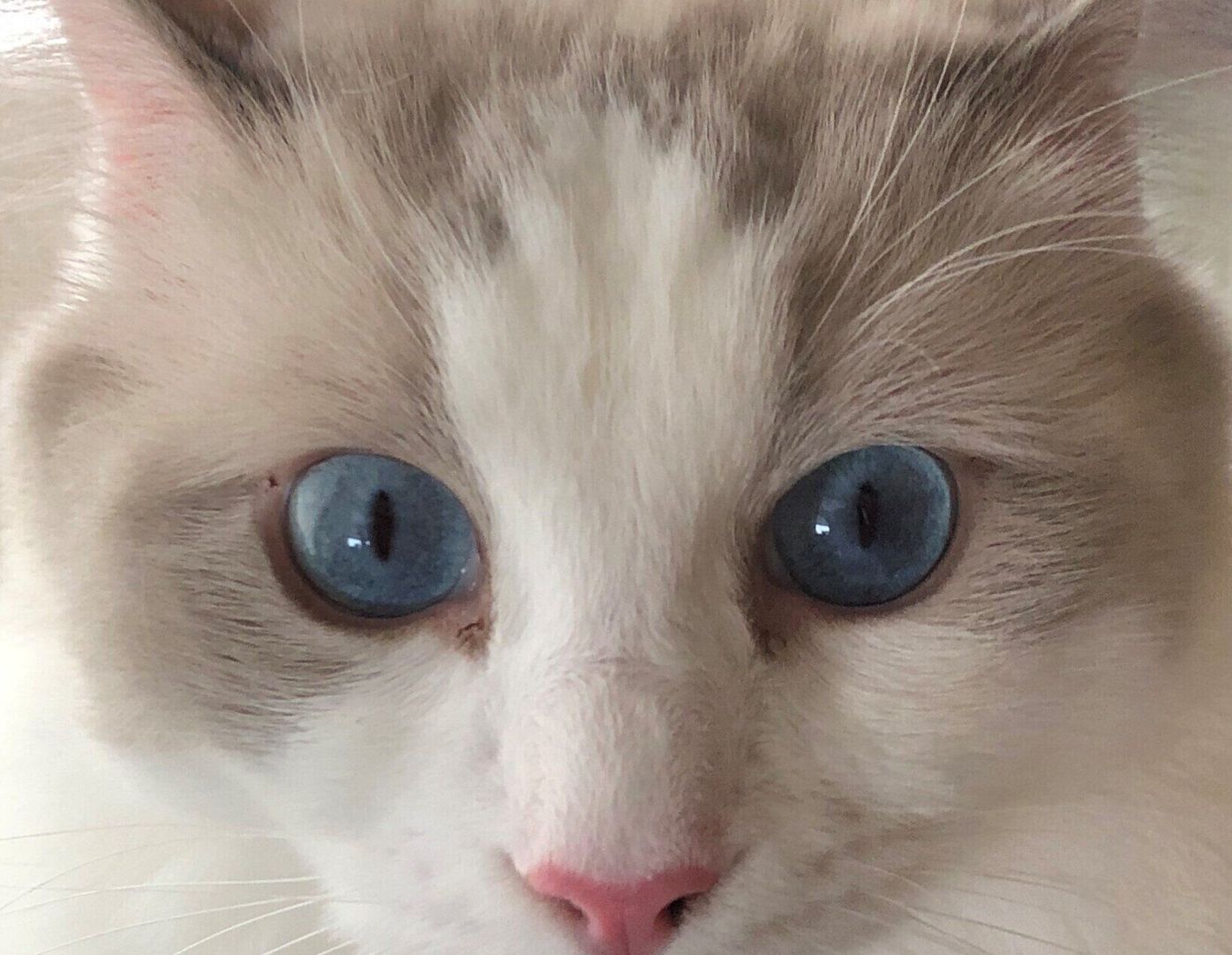 宝石よりも美しい 猫の目にまつわる不思議ネタ6 ねこのきもちweb Magazine 宝石よりも美しい 猫の目にまつわる不思議ネタ6 ねこのきもちweb Magazine