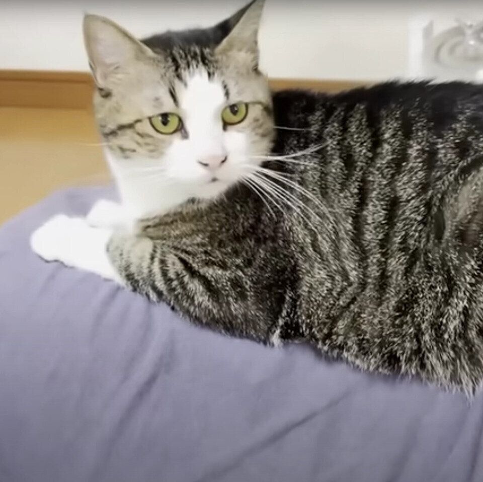 お父さんの背中に乗るオデコちゃん