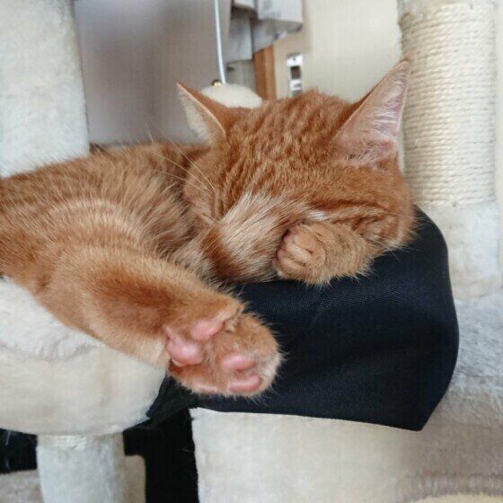 マンチカンの天ちゃん