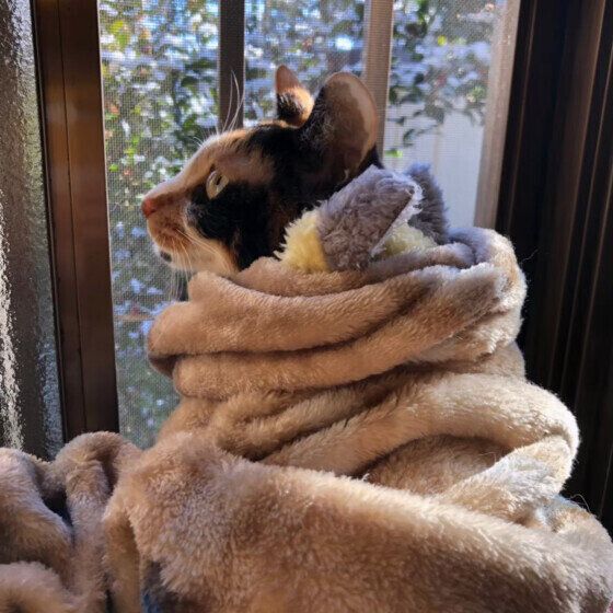 ミケのみぃちゃん