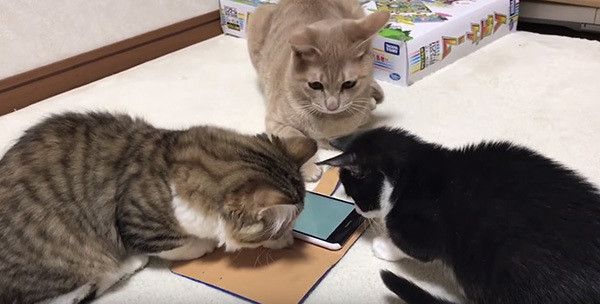 スマホに夢中な猫