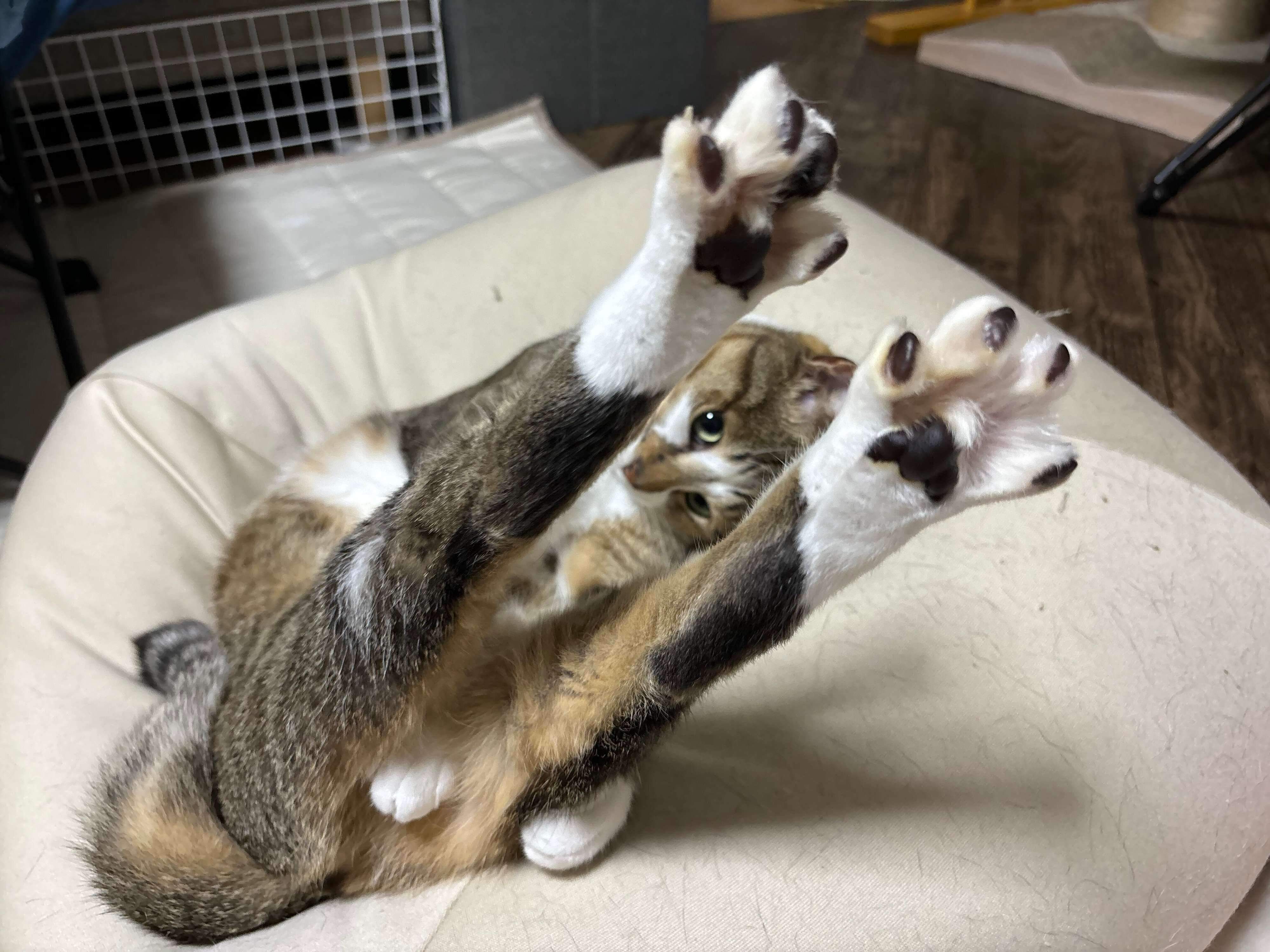 独特な伸びをするソーダくん