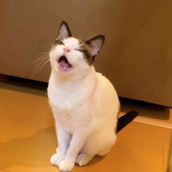 ごはんをおねだりする藍太郎ちゃん