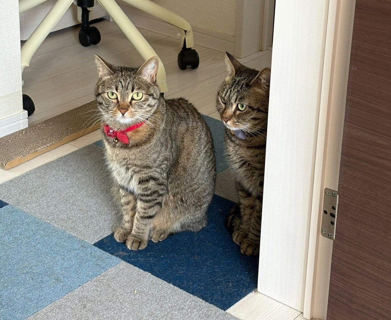 飼い主さんの仕事が終わるのを待つらんらんちゃん、るんるんちゃん