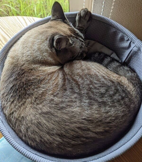 アンモニャイトのしらすくん