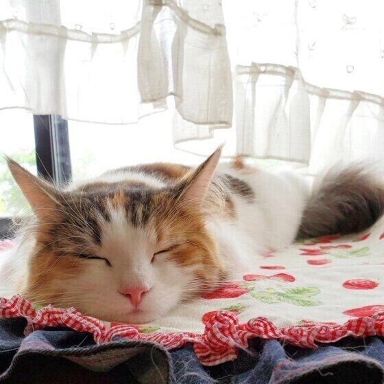 ツチノコ寝をするノルウェージャン・フォレスト・キャット