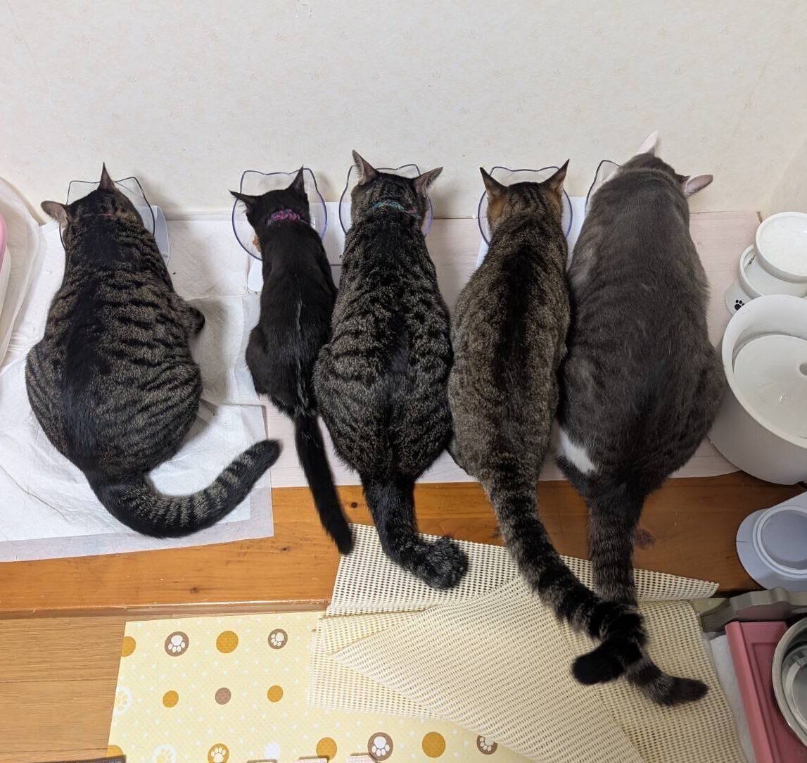 先住猫たちとゴハン食べるハロちゃん