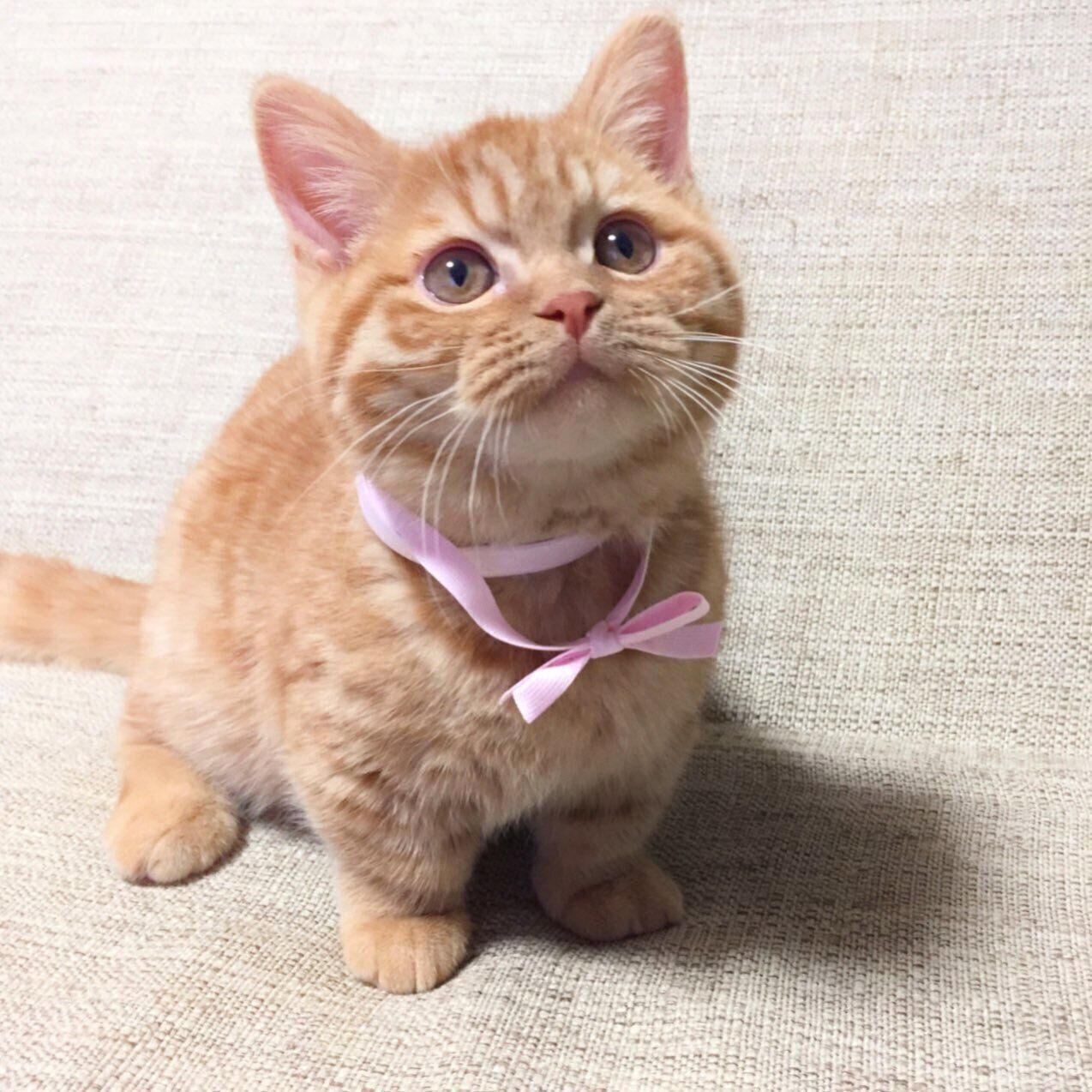 ぬいぐるみから抱き枕に！？ ミヌエット子猫の成長ビフォーアフターが