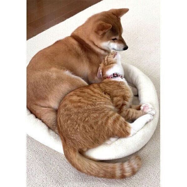 ひとつのベッドでギュウギュウになる、犬のぷくちゃんと猫のりんくん