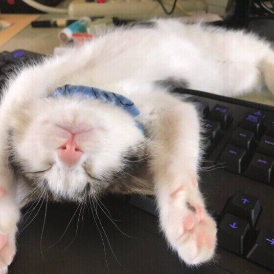 キジトラ猫のカフェちゃん